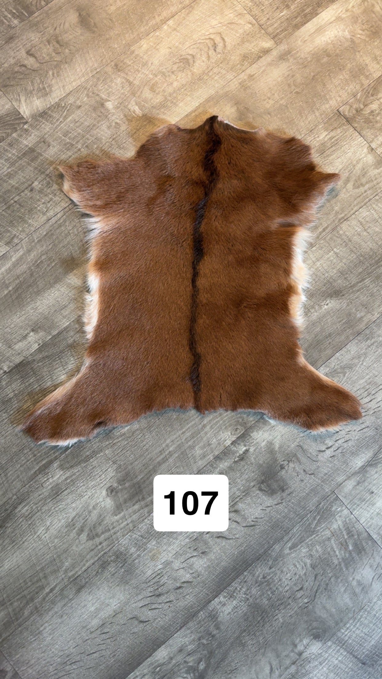 Hide 107